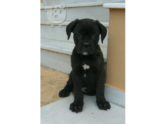 ΚΟΥΤΑΒΙ CANE CORSO ΕΚΘΕΣΙΑΚΟ